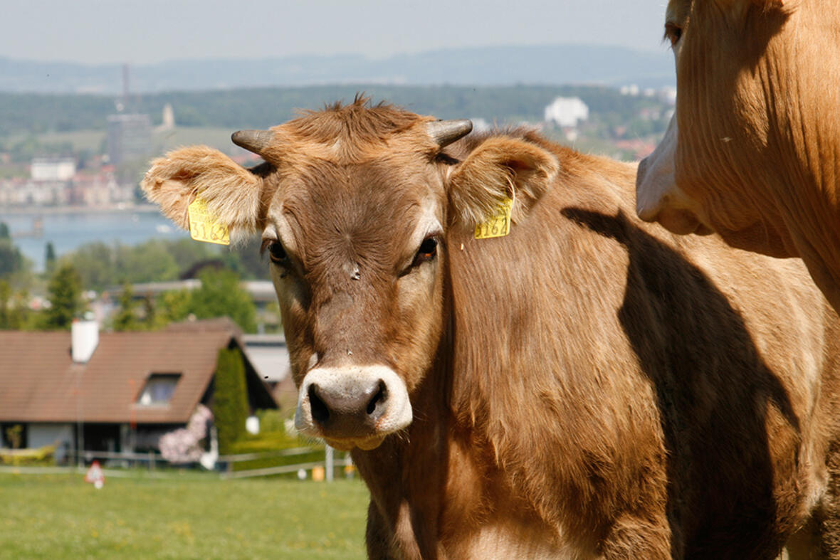 Schrofen_Hof2